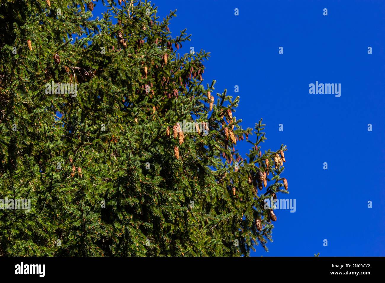 Rami con coni abete europeo Picea abies su uno sfondo di cielo blu. Foto Stock