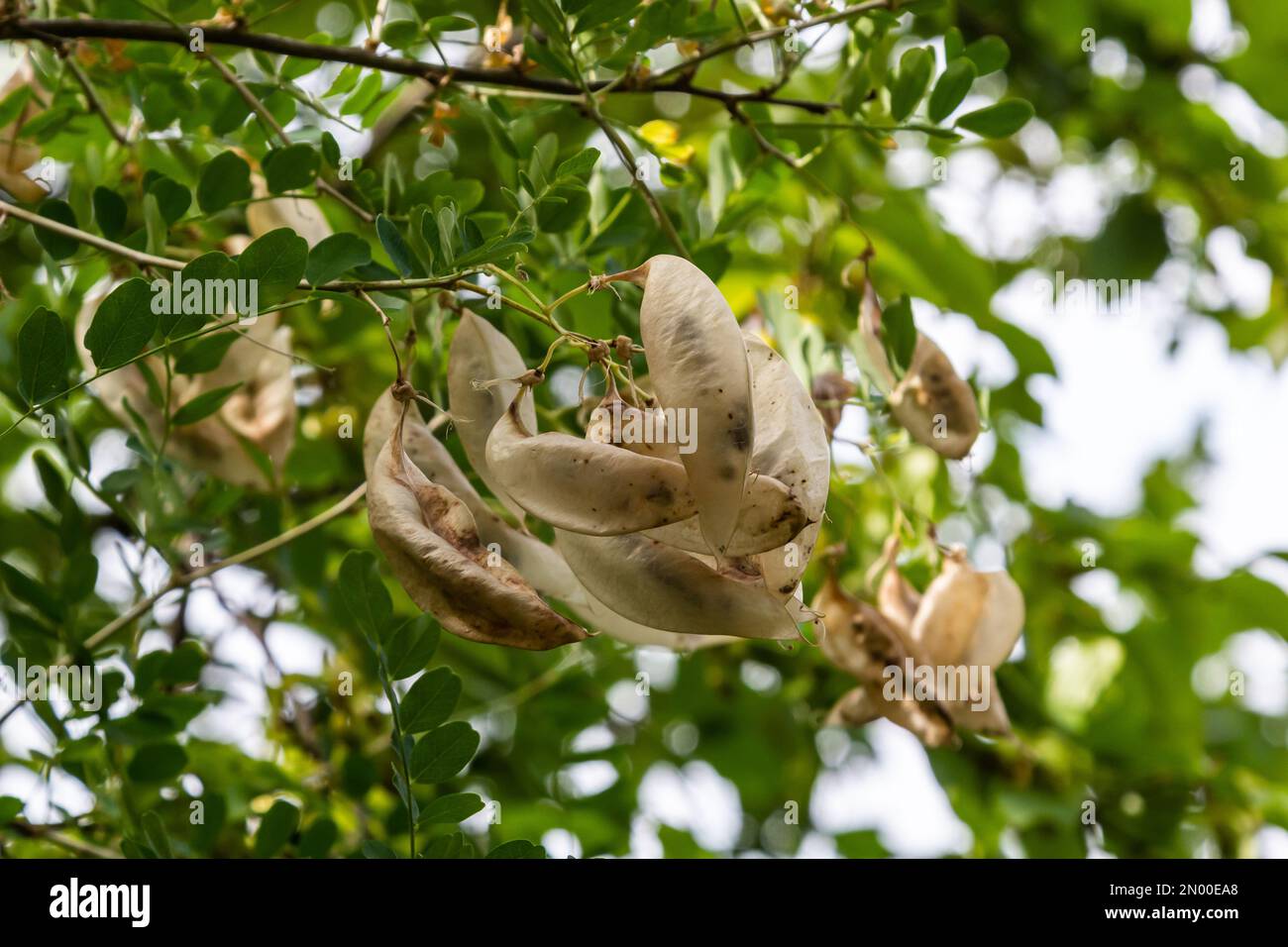 Arborescens Colutea. Piante ornamentali da giardino. Semi su germogli. Foto Stock