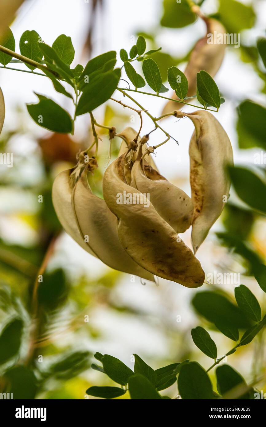 Flora dell'isola di Rab, Croazia. Vescica senna Colutea arborescens. È originaria dell'Europa e del Nord Africa. Cresciuto come un ornamentale, usato in architettura paesaggistica Foto Stock