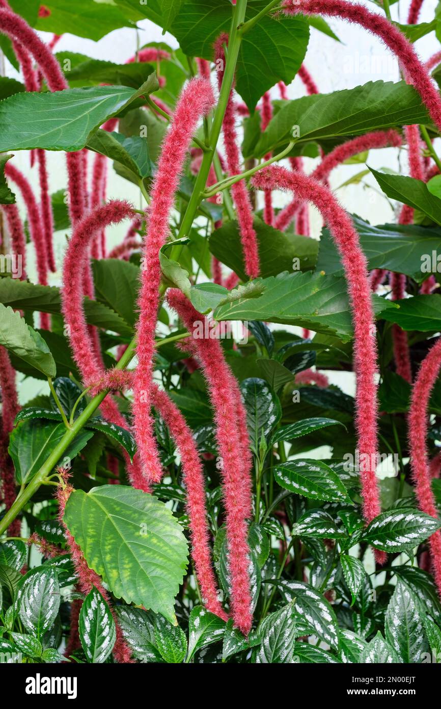 Acalypha hispida, coda di gatto rosso-caldo, pianta di ciniglia, arbusto sempreverde, teste di fiore di catkin rosso pendulous-like Foto Stock