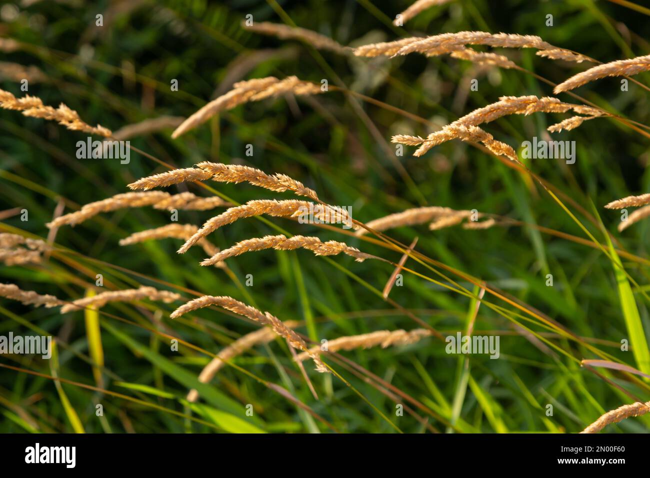 Belle erbe e sassi morbidi e focalizzati in una bella giornata di sole. Spikelet fiori piante di prato selvatico. Erba verde dolce anthoxantum odoratum e c Foto Stock