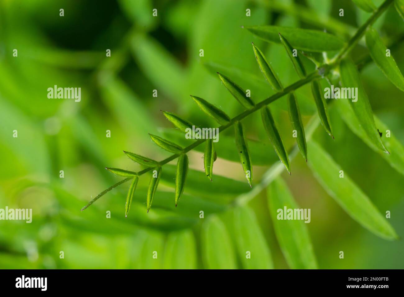 Cespuglio vetch Vicia sepium. Chiusura a balestra. in un ambiente naturale, sfondo sfocato. Foto Stock