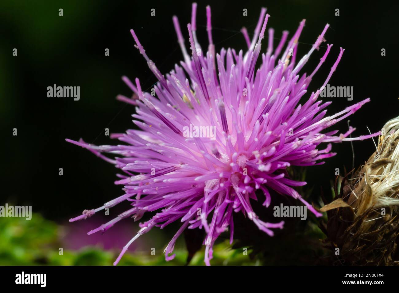 Carduus crispus tra piante fiorite della famiglia delle Asteracee e della tribù Cynaree. Foto Stock