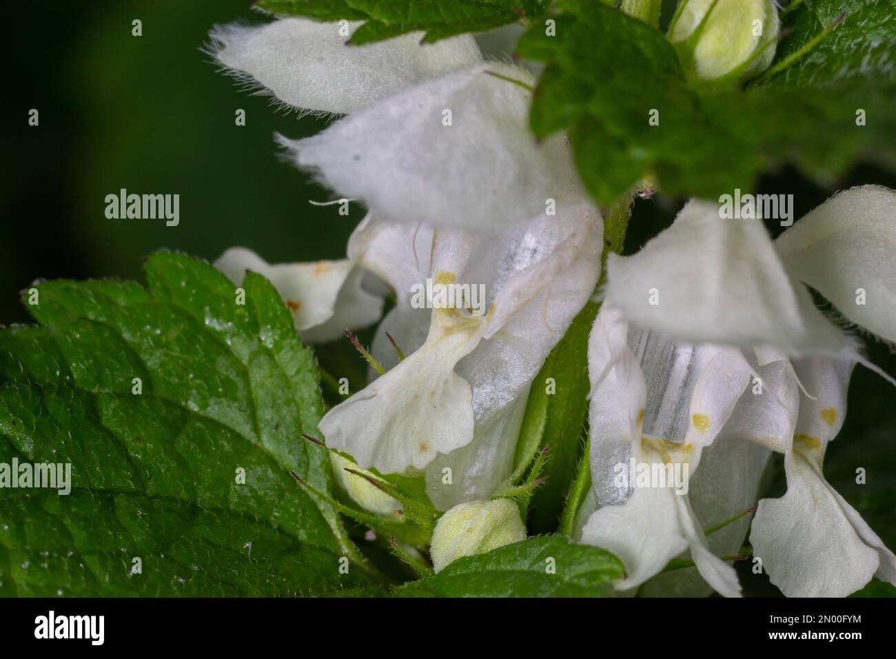 Morti Bianche di ortica - Lamium album singolo impianto in fiore contro sfondo diffusa. Foto Stock