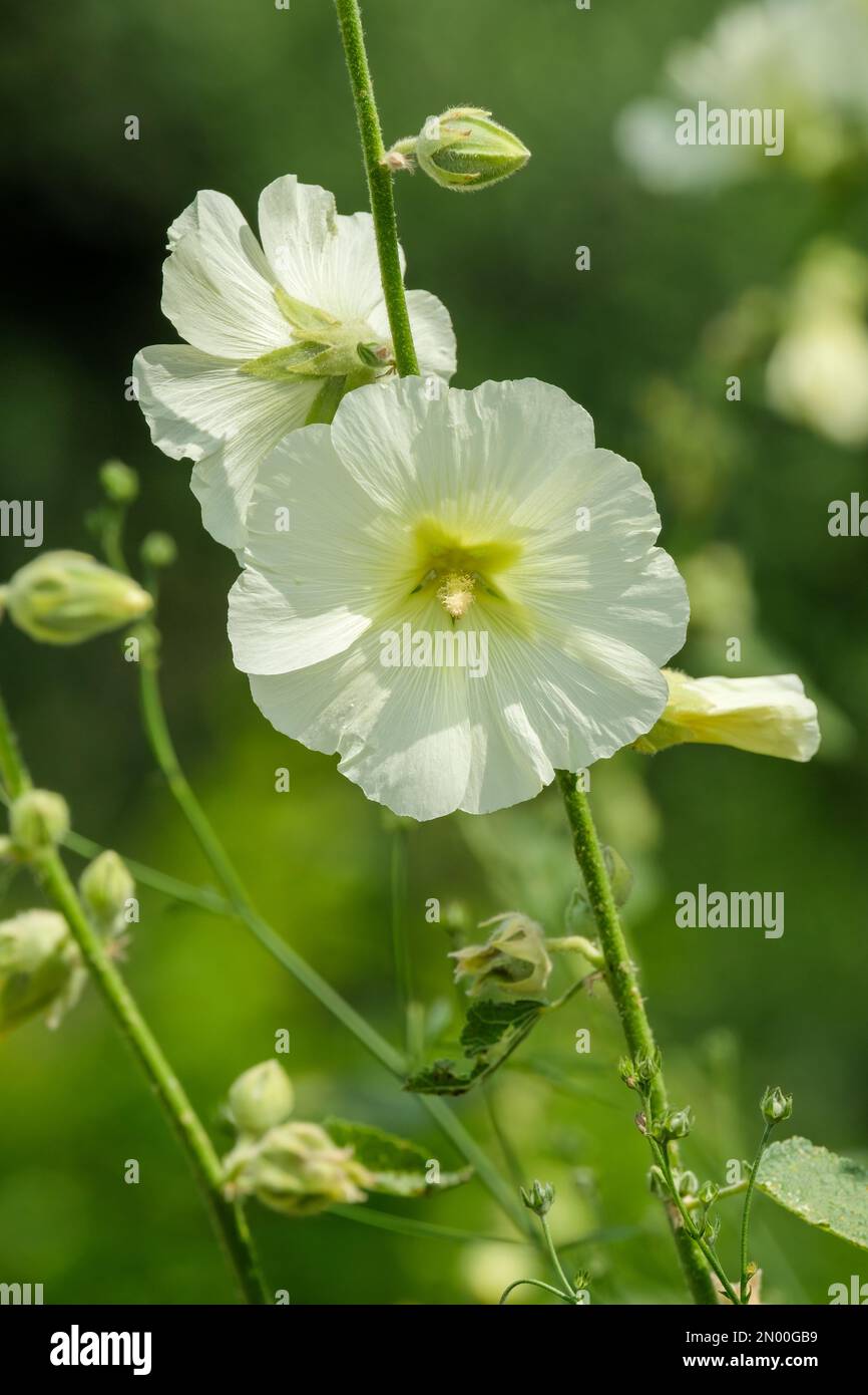 Alcea rugosa, Althaea rugosostellulata, Biennali di hollyhock Russo, fiori gialli di primrose a forma di imbuto Foto Stock