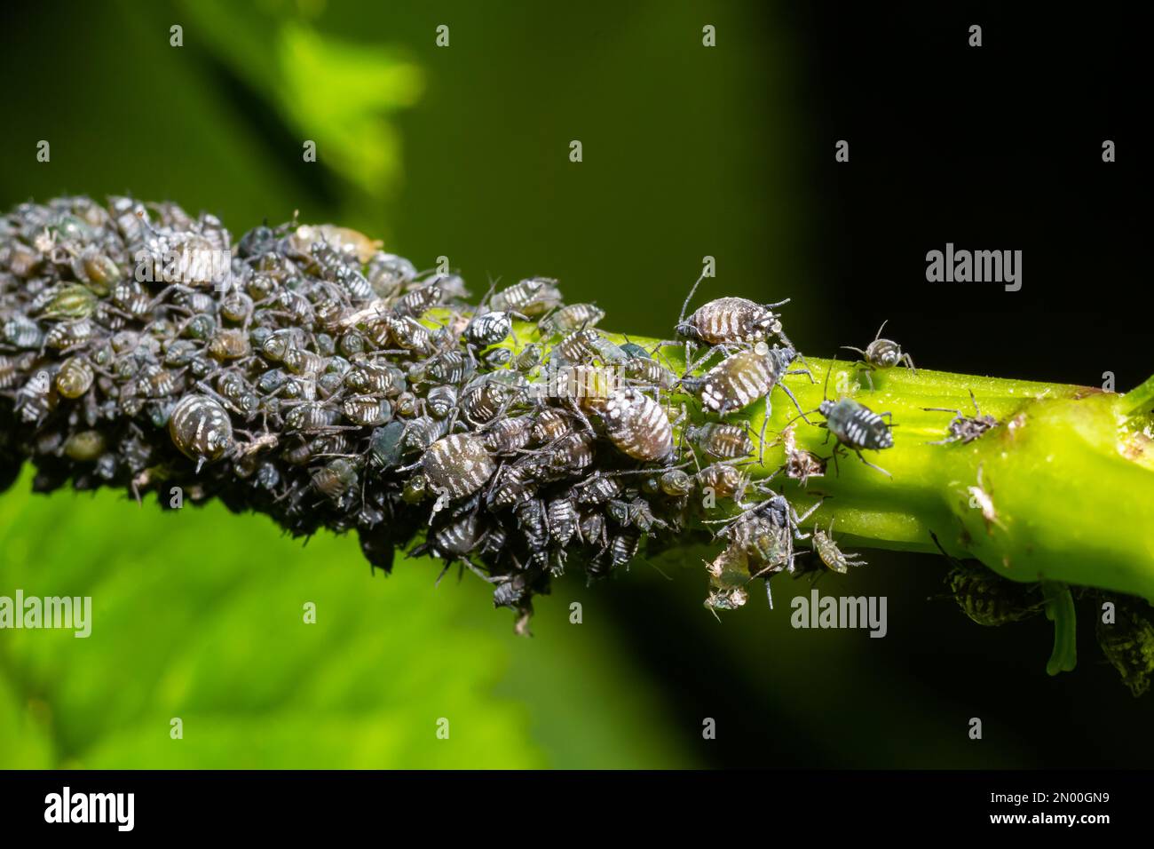 Afidi, pidocchi vegetali, verdeggianti, mosche nere o bianche, Cinara palaestinensis, Il pino di Aleppo afide, Hemiptera Aphididae. Foto Stock