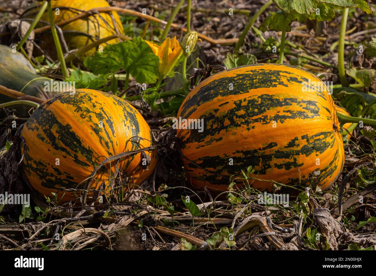 Zucca Buttercup - zucca verde dolce nel giardino, fattoria. Zucca pianta il giardino. Foto Stock