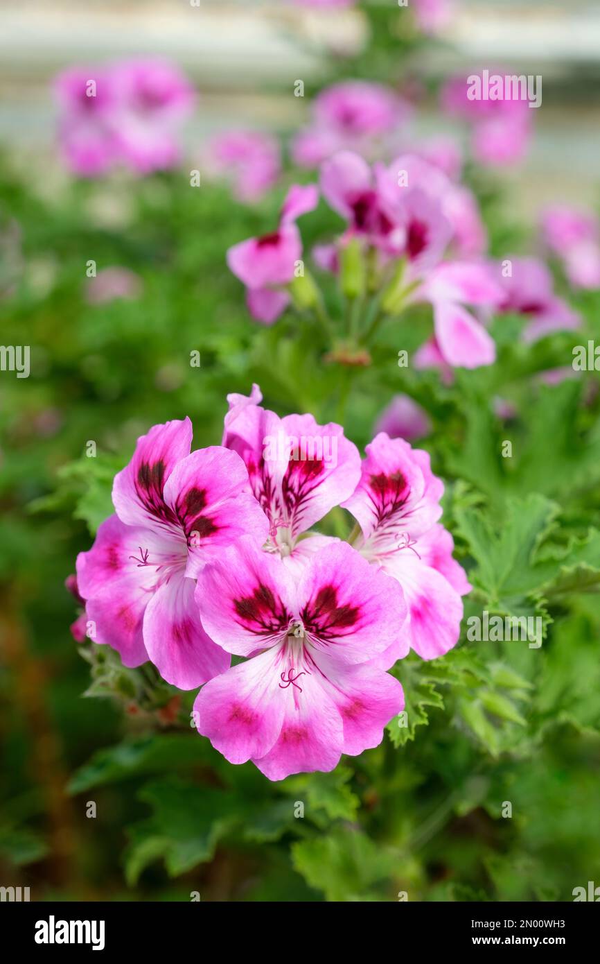 pelargonium Royal Oak, Geranium profumato Royal Oak, fiori rosa con marcature viola Foto Stock
