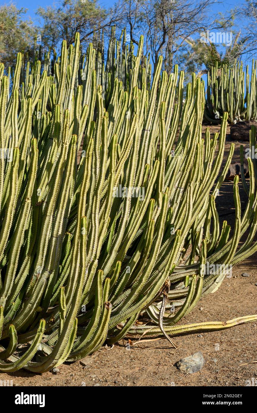 Euphorbia canariensis cactus che cresce selvaggio nelle isole Canarie. Verde cespuglio di succulenti contro il cielo blu. Clima caldo sull'isola vulcanica Foto Stock