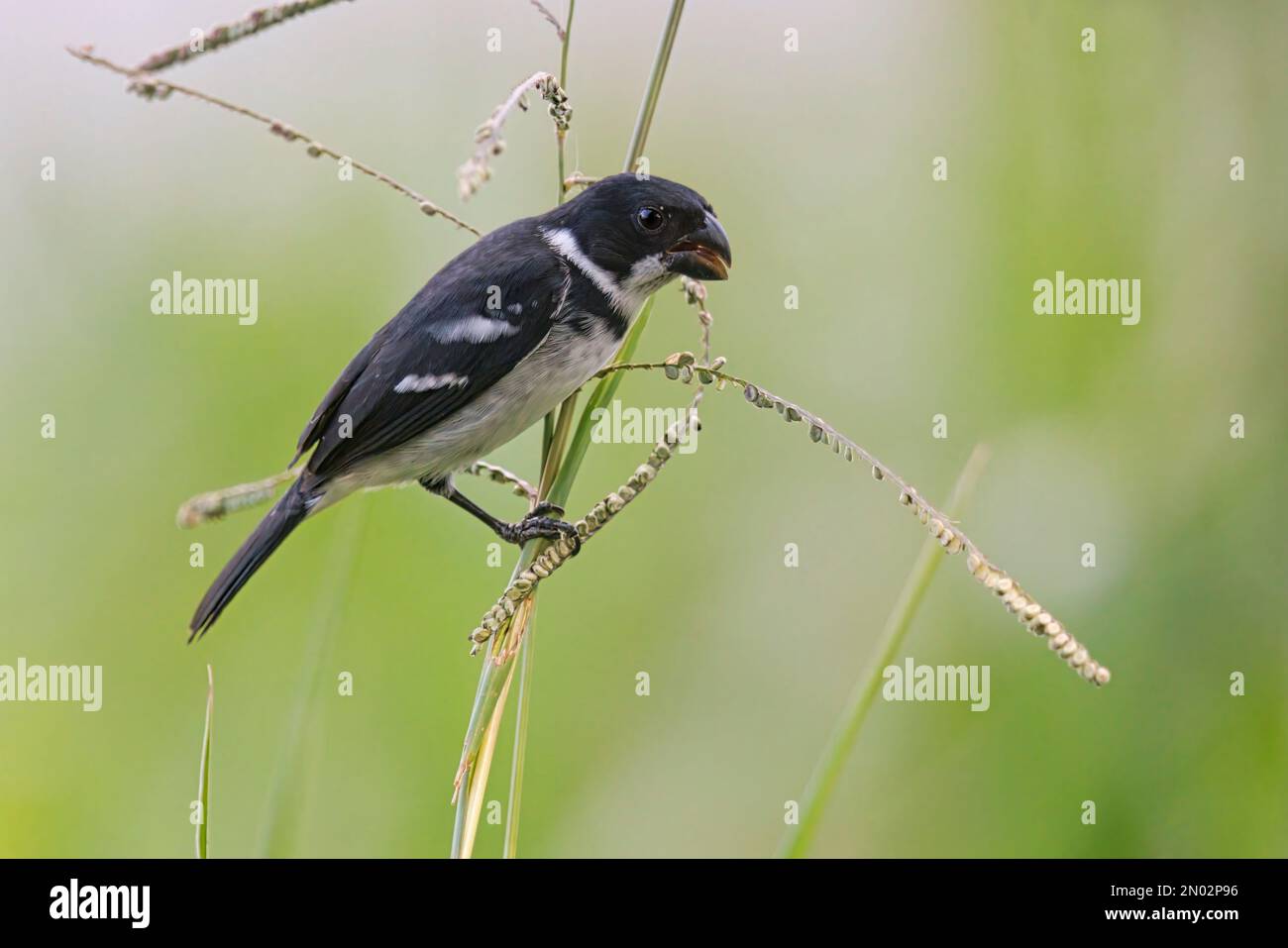 Seedeater, Ramal do Pau Rosa, Amazonas, Brasile, agosto 2022 Foto Stock