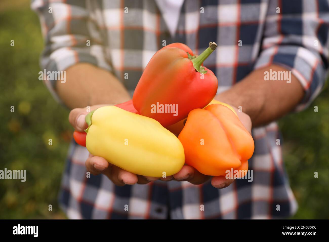 Coltivatore con peperoni in campo, primo piano. Tempo di raccolta Foto Stock
