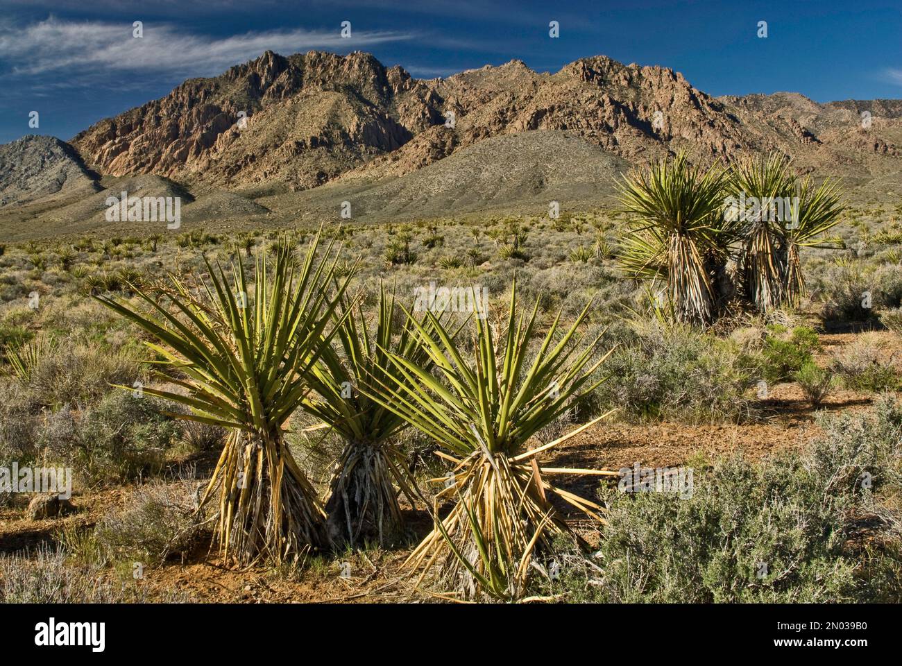 Mojave yucca conosciuto anche come Spanish Dagger, Kingston Range Mountains nel deserto di Mojave, California, USA Foto Stock