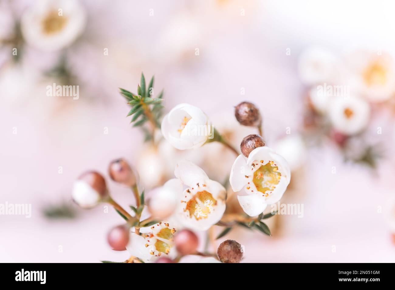 Fiore di cera fiorente uno sfondo rosa Foto Stock