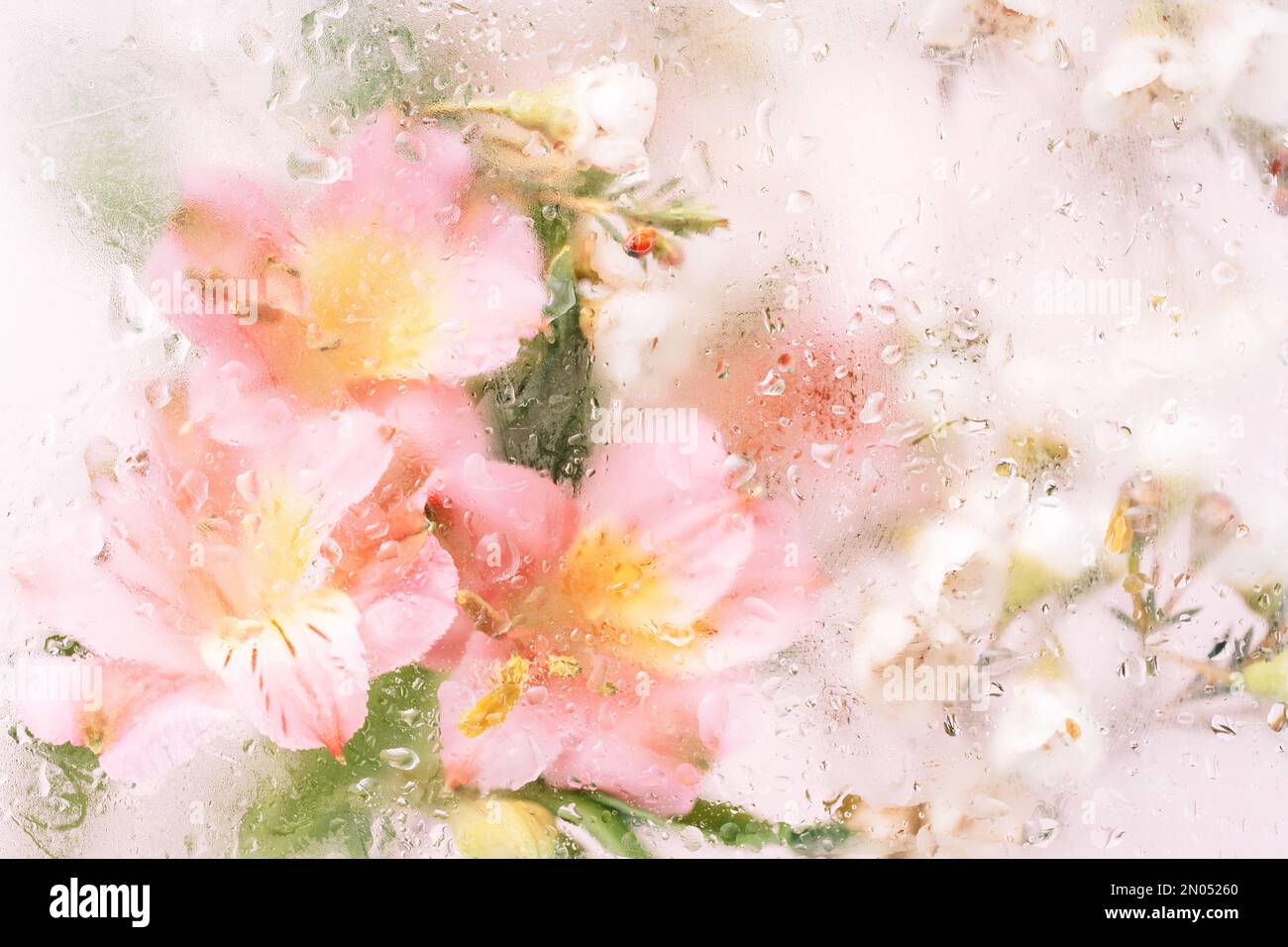 Sfondo di fiori fioriti di fronte al vetro con gocce d'acqua Foto Stock