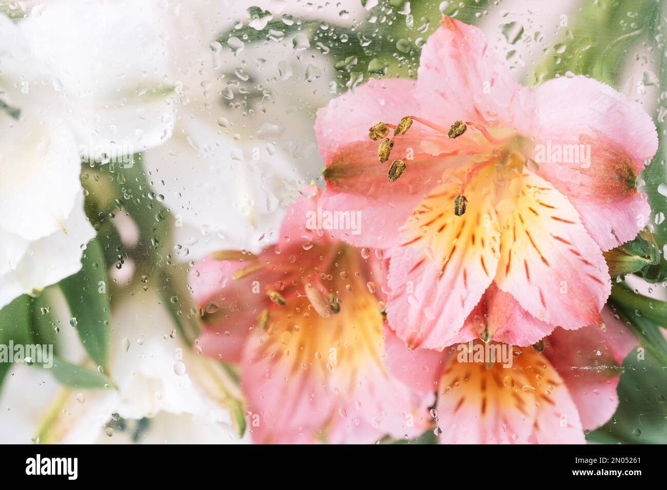 Sfondo di alstroemerie fiorenti davanti al vetro con gocce d'acqua Foto Stock