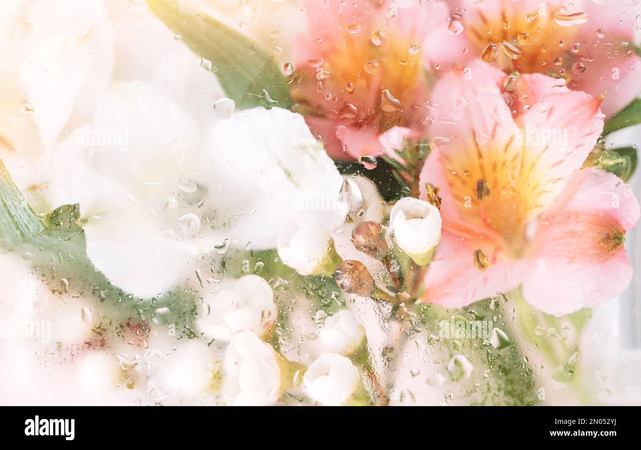 Sfondo di fiori fioriti di fronte al vetro con gocce d'acqua Foto Stock