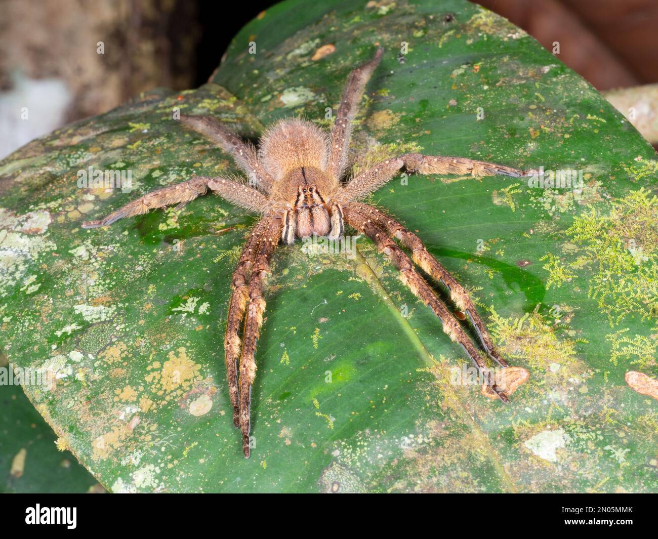 Il selvaggio Spider Brazilian Wandering (Phoneutria fera) su una foglia nella foresta pluviale, provincia di Orellana, Ecuador Foto Stock