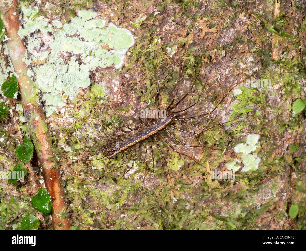 Casa Centipede (Scutigera sp.) Nel selvaggio su un tronco di albero della foresta pluviale, provincia di Orellana, Ecuador Foto Stock