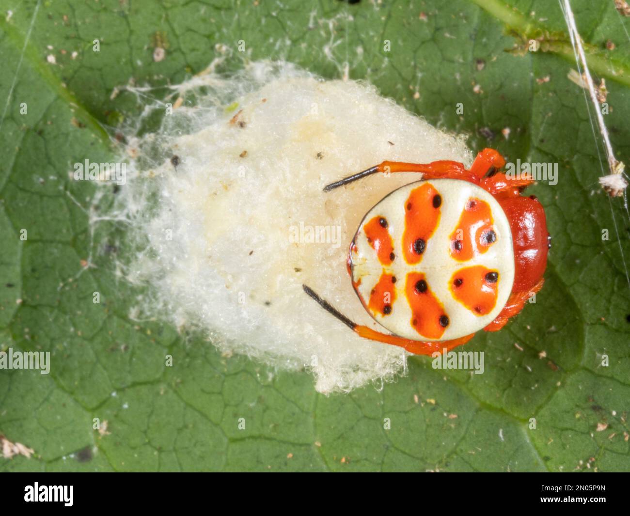 Ragno tartaruga arancione (Encyosaccus sexmaculatus) con il suo sacco d'uovo su una foglia nella foresta pluviale, provincia di Orellana, Ecuador Foto Stock