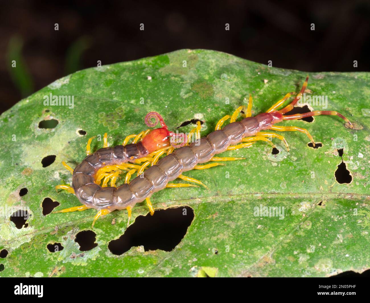 Centipede gigante (Scolopendra sp.) Su una foglia di foresta pluviale, provincia di Orellana, Ecuador Foto Stock