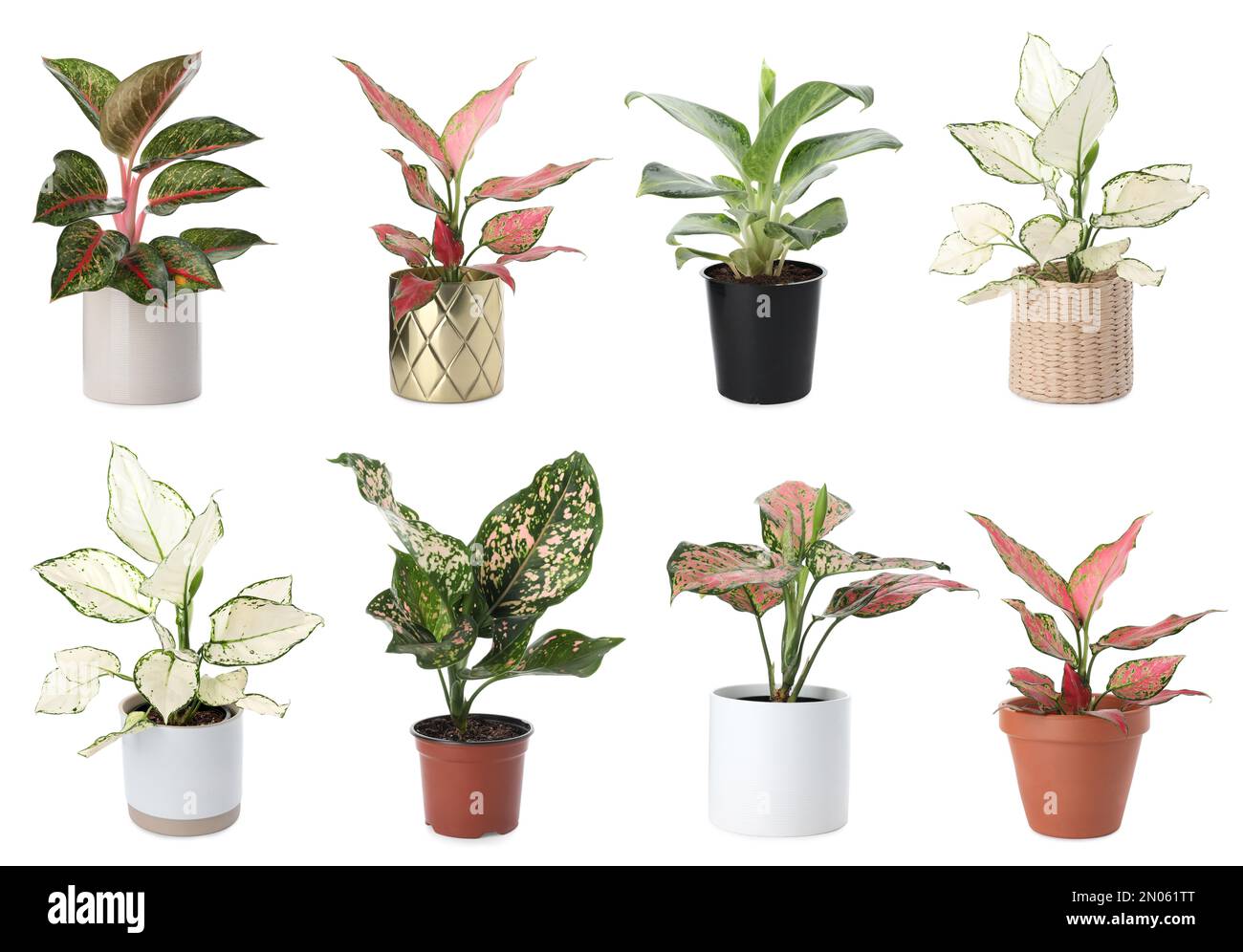 Set di piante di Aglaonema per la casa su sfondo bianco Foto Stock