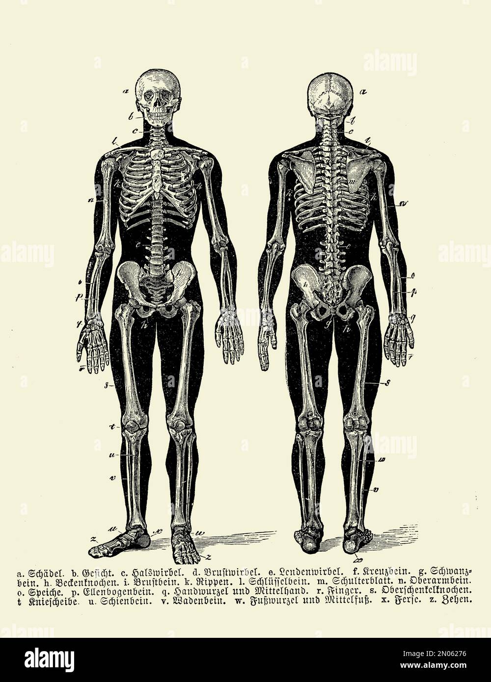 Illustrazione vintage dell'anatomia, struttura ossea scheletrica completa umana anteriore e posteriore con descrizioni anatomiche tedesche Foto Stock