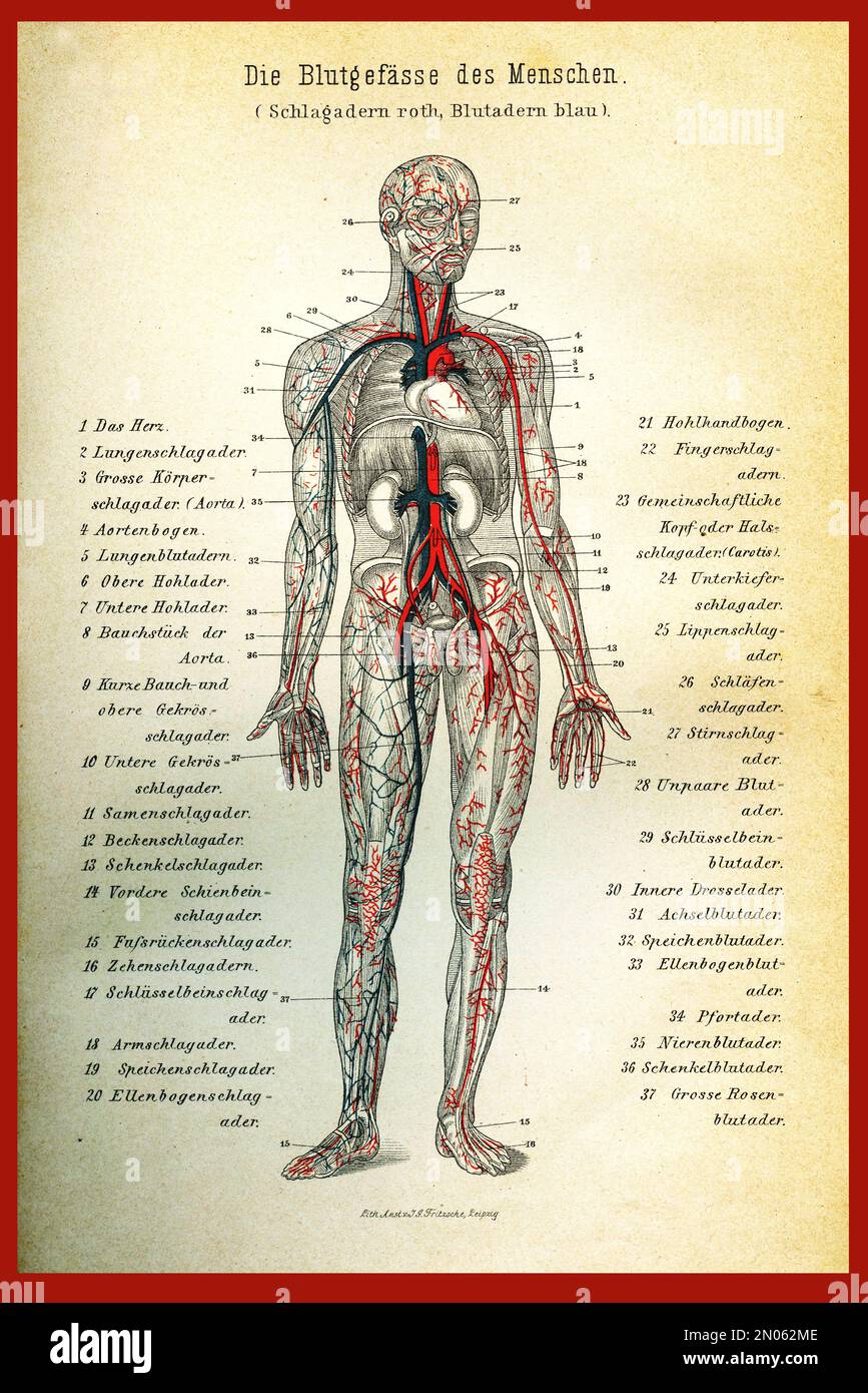 Tabella dei colori vintage dell'anatomia; arterie e circolazione sanguigna con; descrizioni anatomiche in tedesco Foto Stock