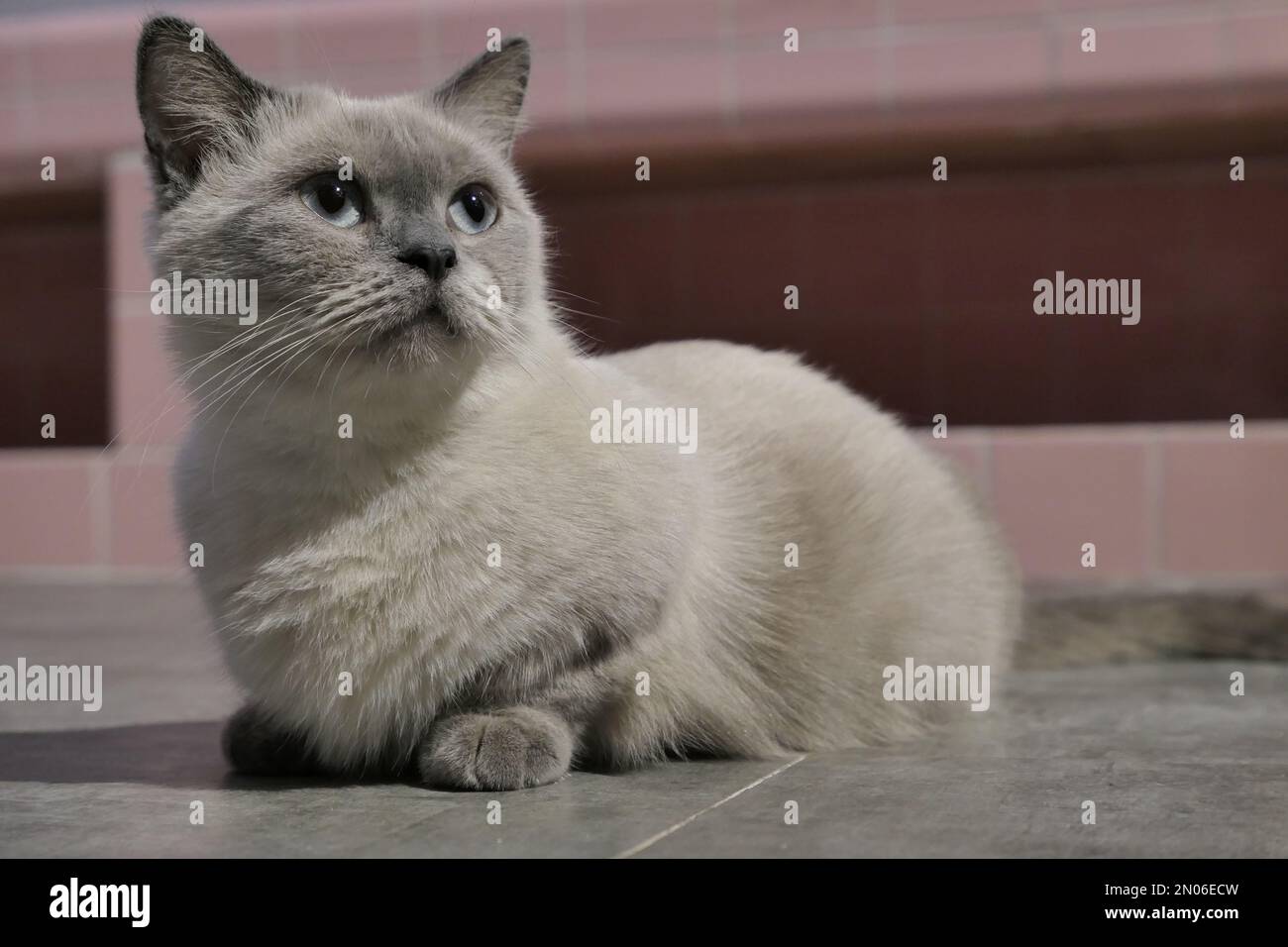 Un gatto bianco britannico a capelli corti che si aggira intorno al pavimento Foto Stock