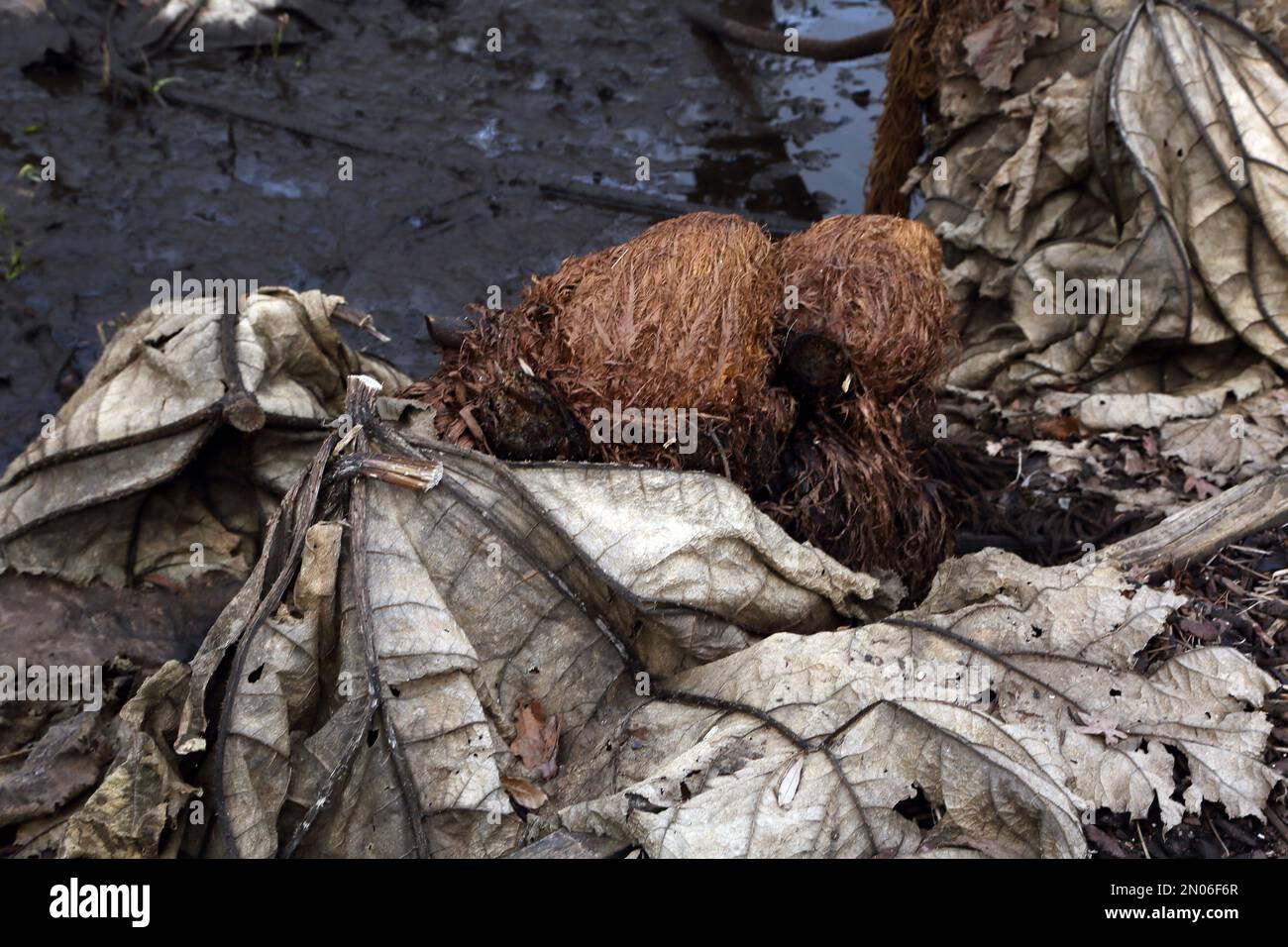 Dead Gunnera lascia e Fiori in inverno a Wisley Surrey Inghilterra Foto Stock