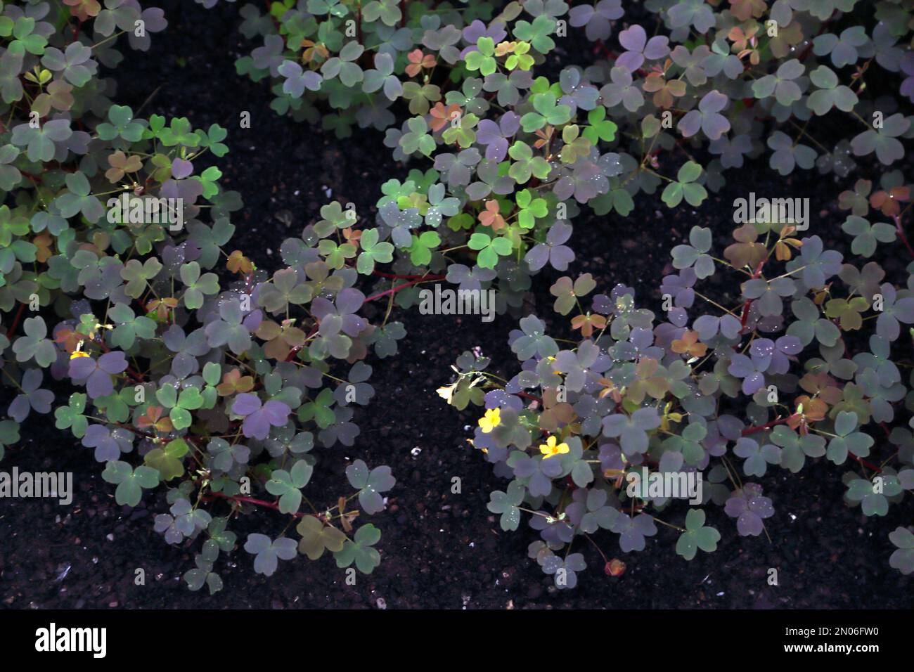 Creeping Oxalis a Wisley Surrey Inghilterra Foto Stock