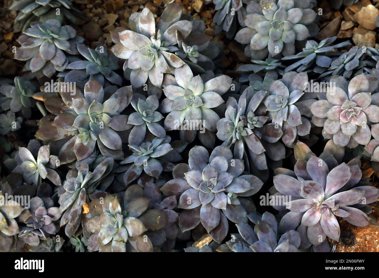 Greppopetalum ' superbum' della famiglia delle crassulacee Rosetted Succulents a Wisley Surrey Inghilterra Foto Stock