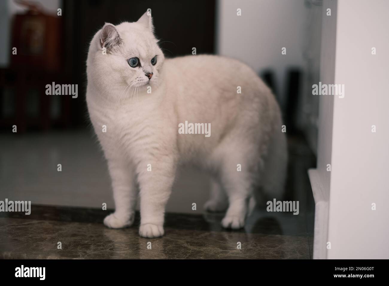 Un gatto bianco britannico a capelli corti che si aggira intorno al pavimento Foto Stock