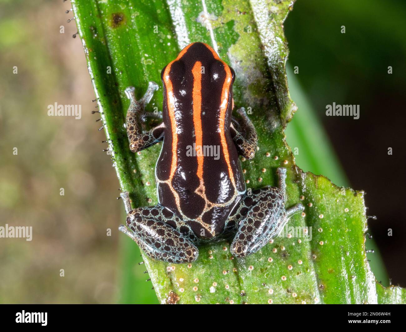 Rana di veleno reticolata (Ranitomeya ventrimaculata) su una foglia nella foresta pluviale sottostoria, provincia di Orellana, Ecuador Foto Stock