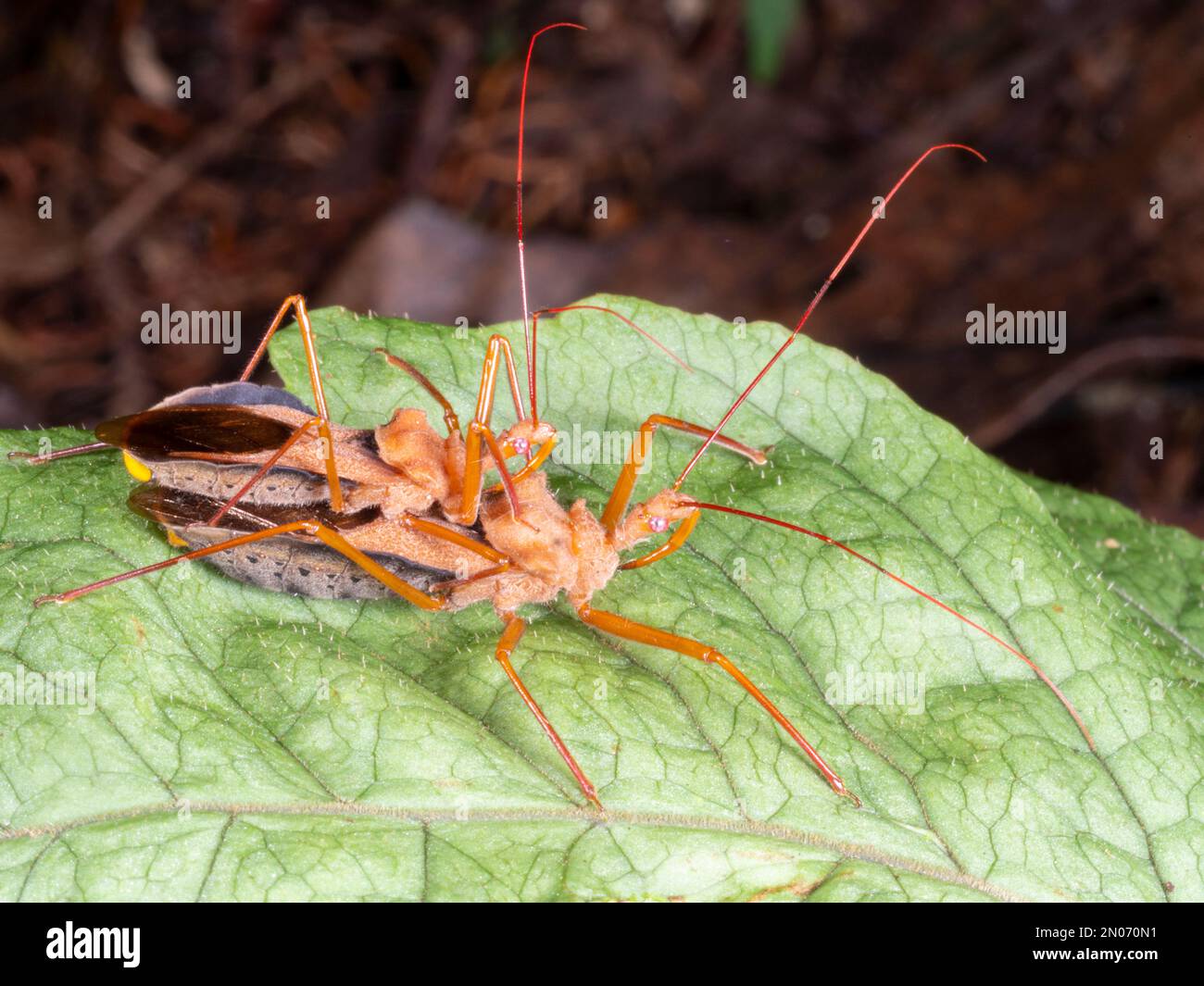 Coppia di insetti assassini (Reduviidae) nella foresta pluviale, provincia di Orellana, Ecuador Foto Stock
