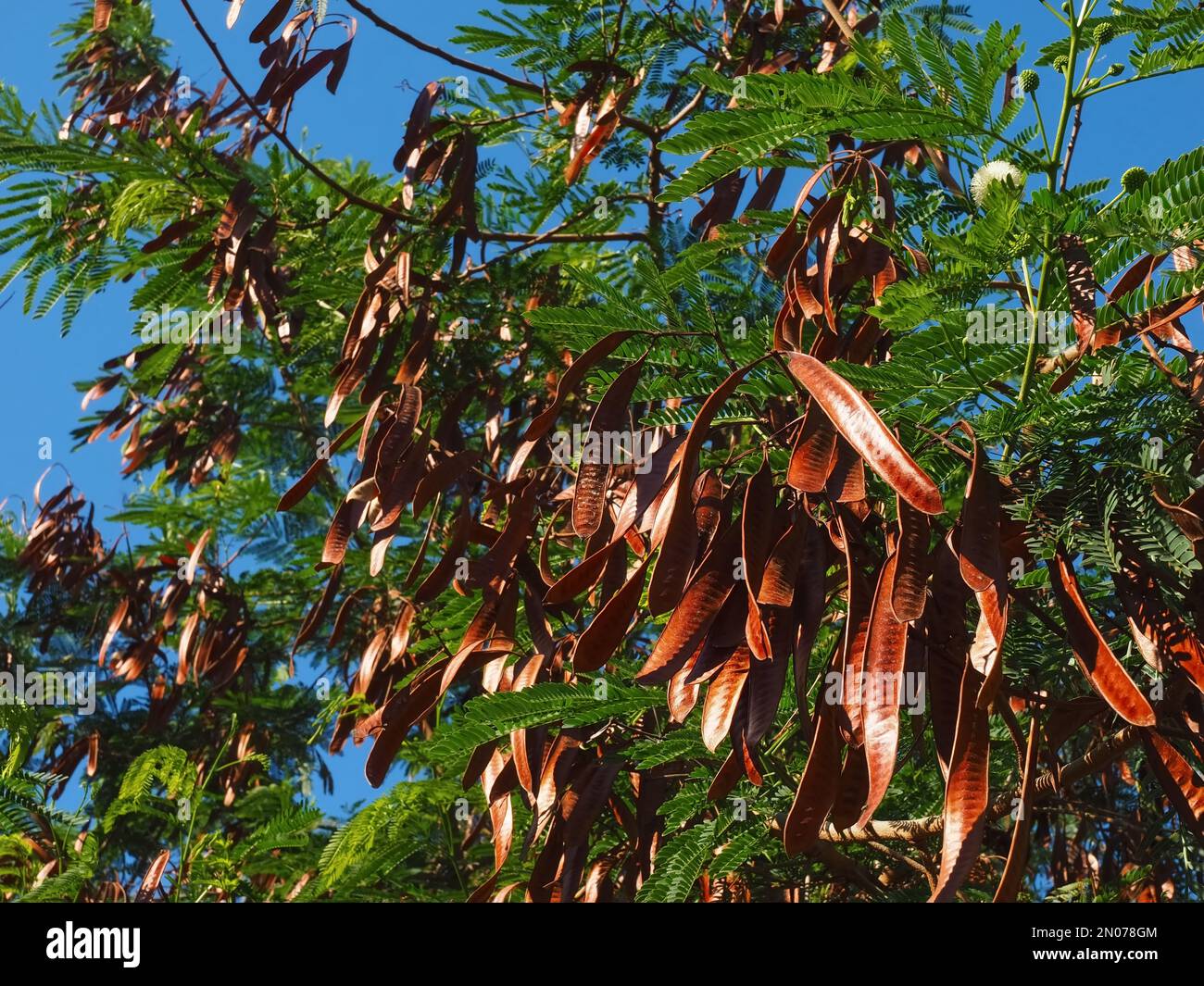 Alfarrobeira, albero di carruba con san d'oro. Jehns pane frutta Foto Stock