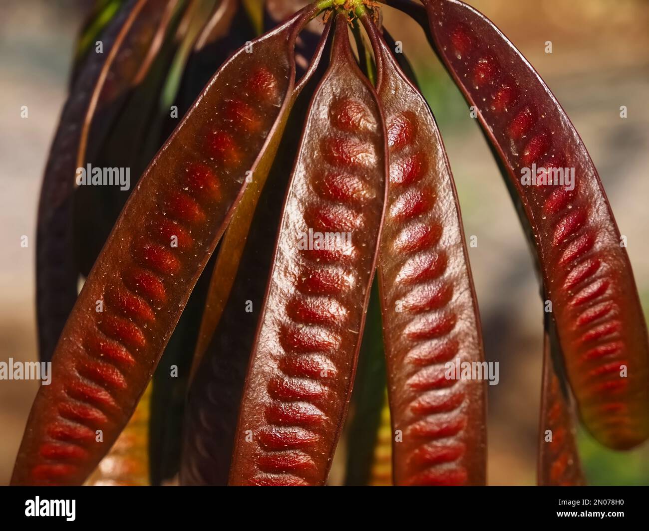 Alfarrobeira, albero di carruba con san d'oro. Jehns pane frutta Foto Stock