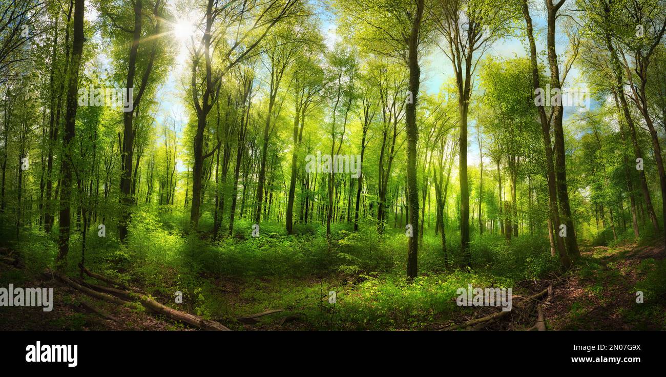 Bella foresta di faggi con sole splendente, un paesaggio panoramico con verde vibrante, cielo blu e il sole che getta i raggi attraverso gli alberi Foto Stock
