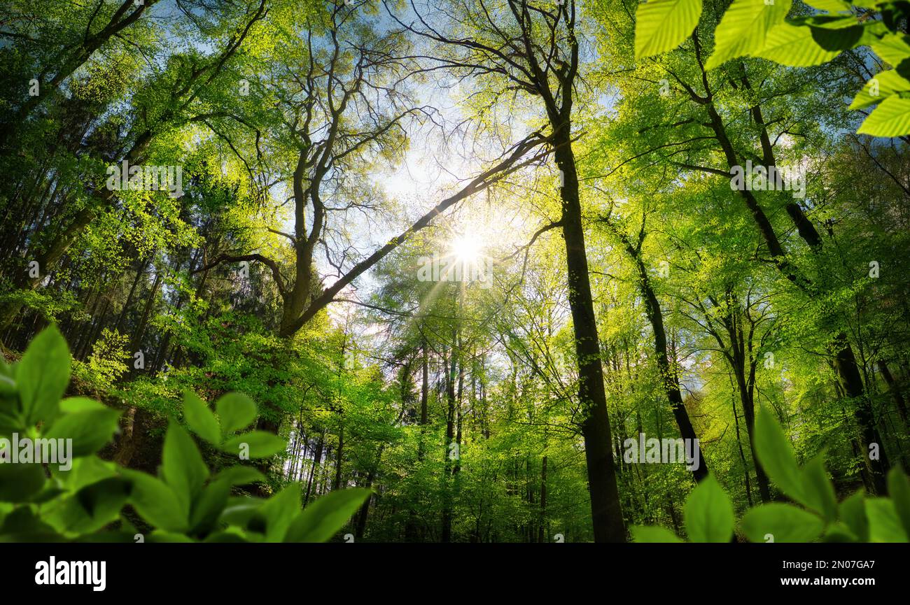 Maestosa foresta con sole piacevole, un paesaggio tranquillo girato con lussureggianti alberi verdi e il sole che getta i raggi attraverso la baldacchino Foto Stock