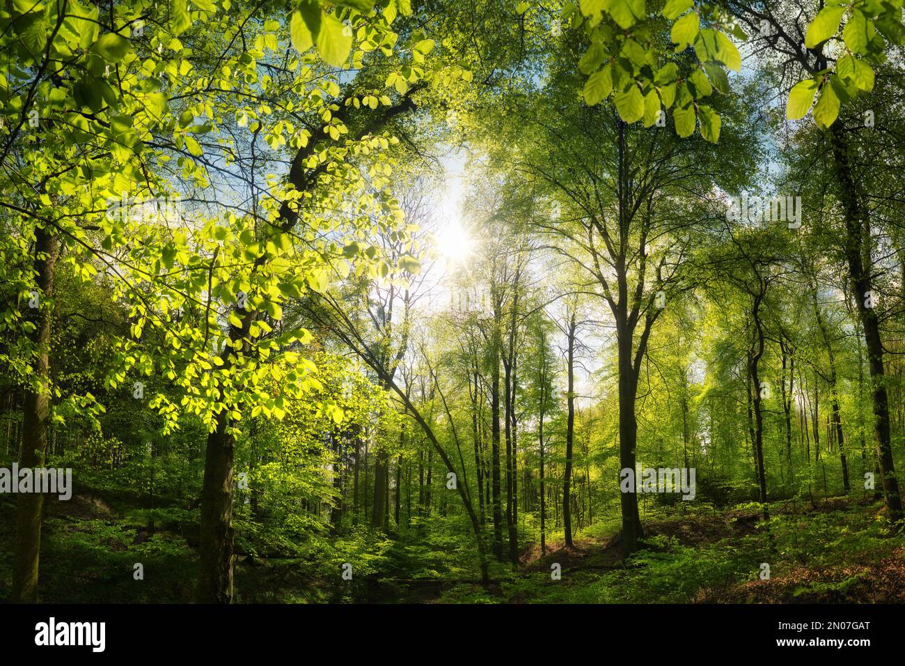 Bella foresta di faggio con sole piacevole, un paesaggio tranquillo girato con alberi verdi vibranti e il sole che getta i raggi attraverso le foglie Foto Stock
