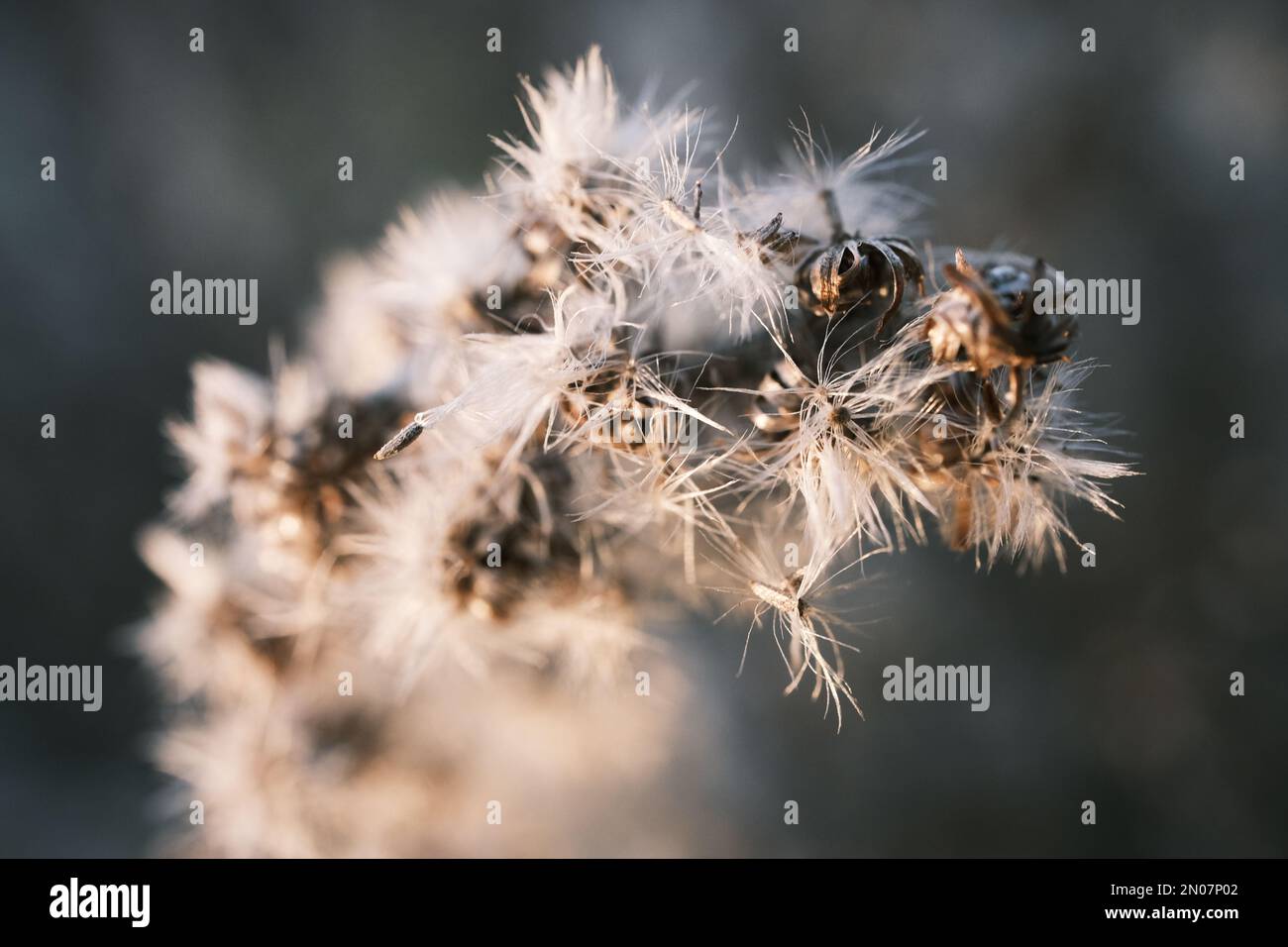 solidago canadese appassito nel vento autunnale Foto Stock