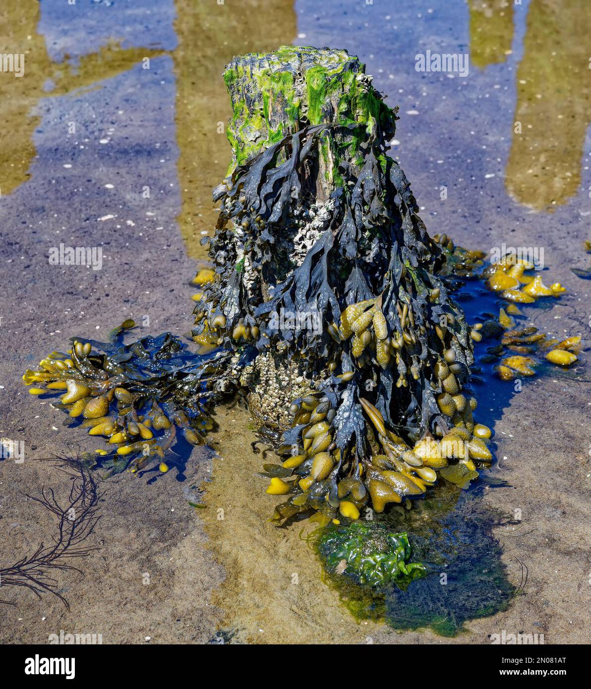 Bladderwrack o alghe marine (Fucus vesiculosus) nel Mare del Nord in Frisia del Nord, Germania Foto Stock