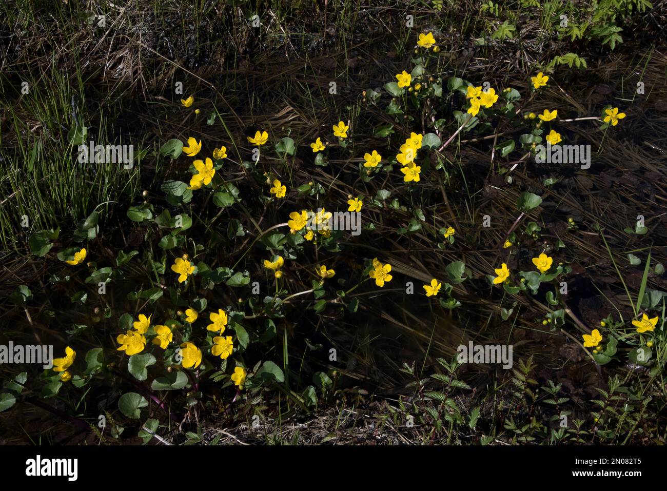 Ranunculus sulfureus fiorito in un prato umido a Balsfjord, nella provincia artica settentrionale di Troms, in Norvegia. Foto Stock