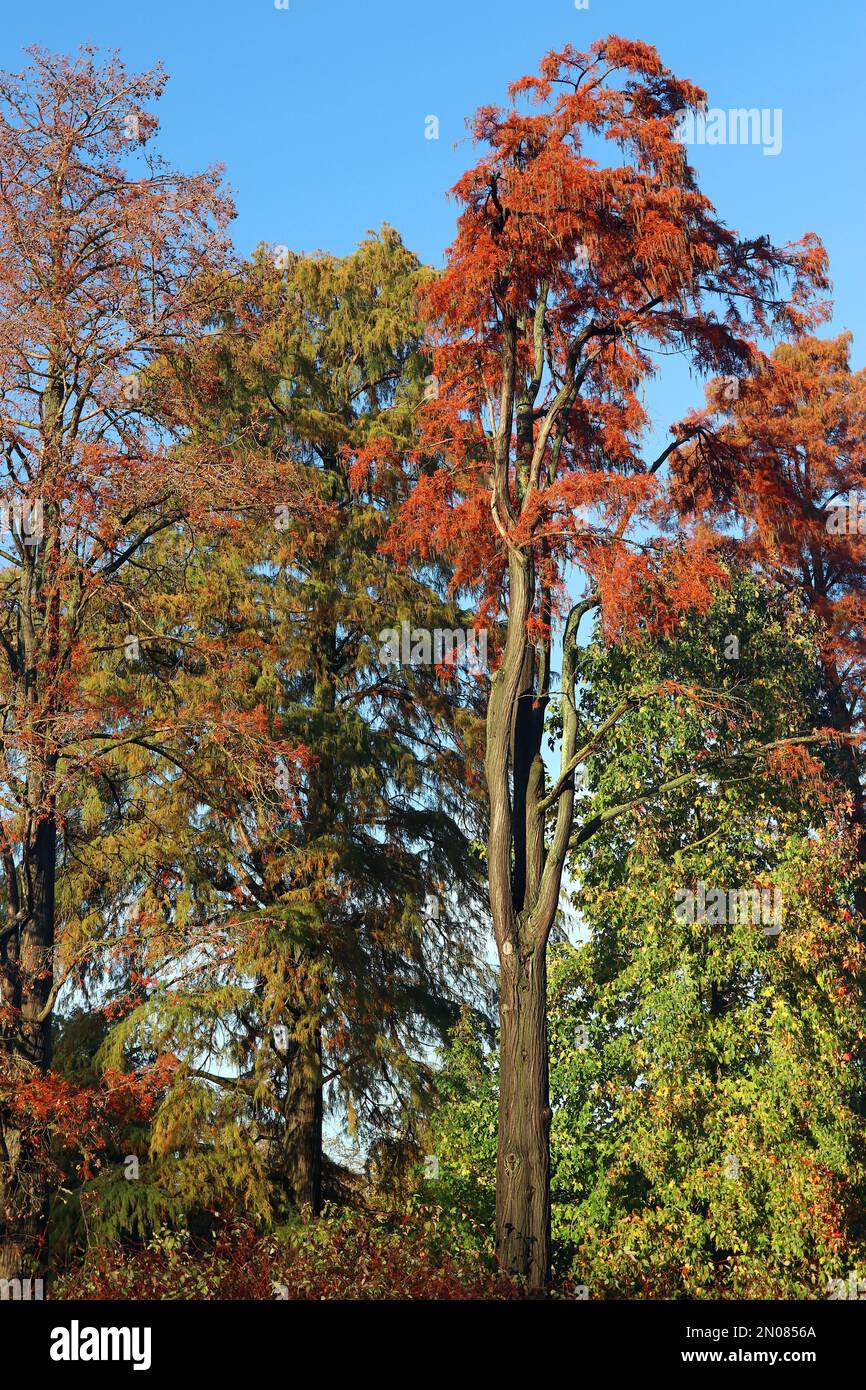 Un albero di larice dorato (Pseudolarix amabilis) si erge in un cielo blu luminoso, visto nel suo colore autunnale (autunno) nel mese di novembre, nel sud dell'Inghilterra Foto Stock