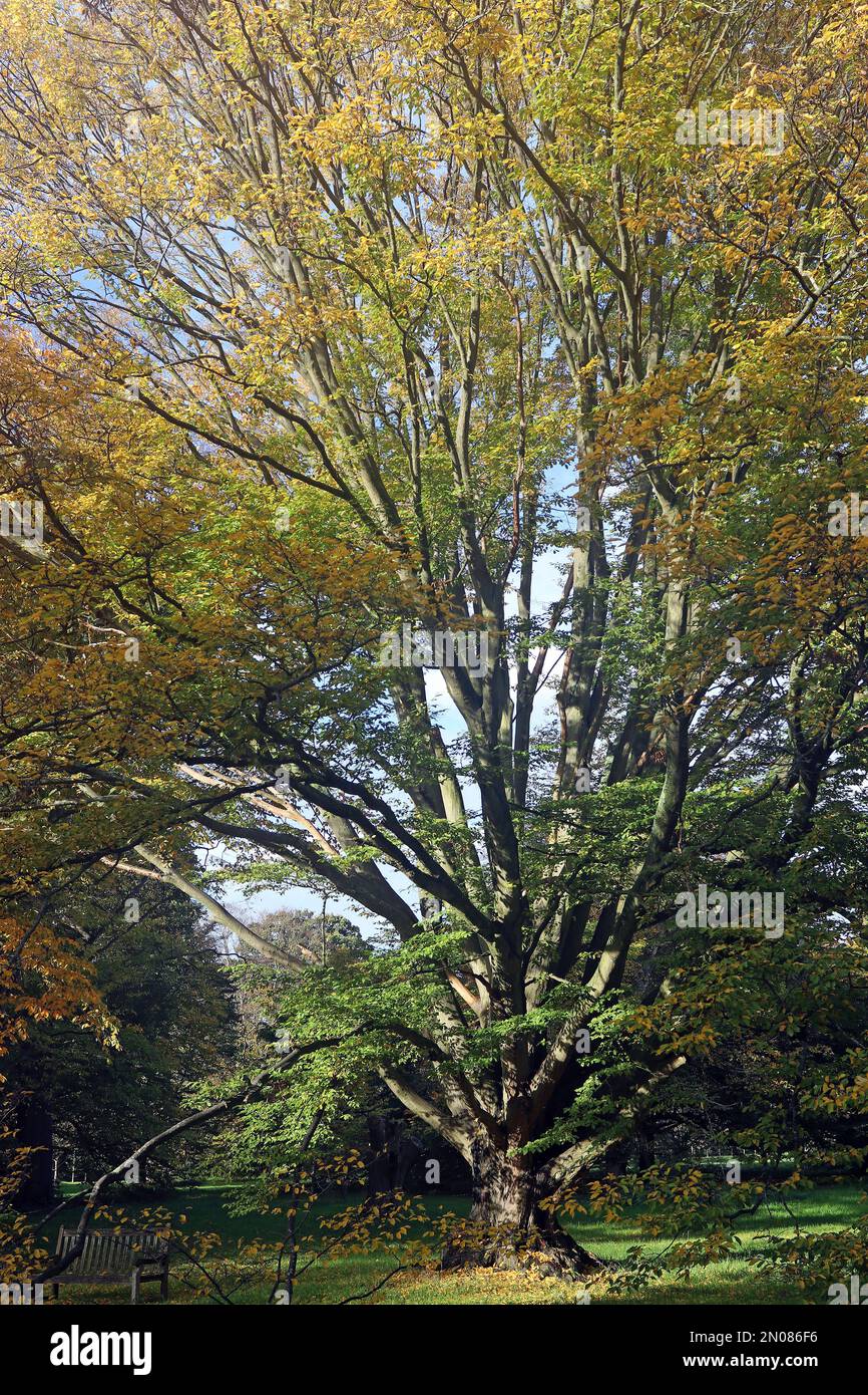 Un antico Carpinus Betulus torreggia sopra la panchina sottostante nel suo fogliame autunnale. Giardino boschivo, Inghilterra meridionale, ottobre Foto Stock