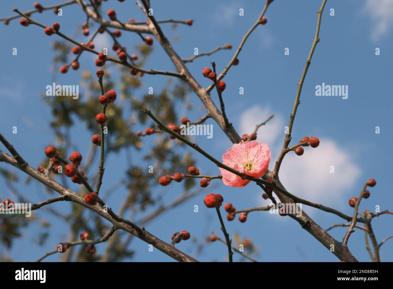 Fiori e boccioli di fiori che fioriscono nel vento freddo Foto Stock