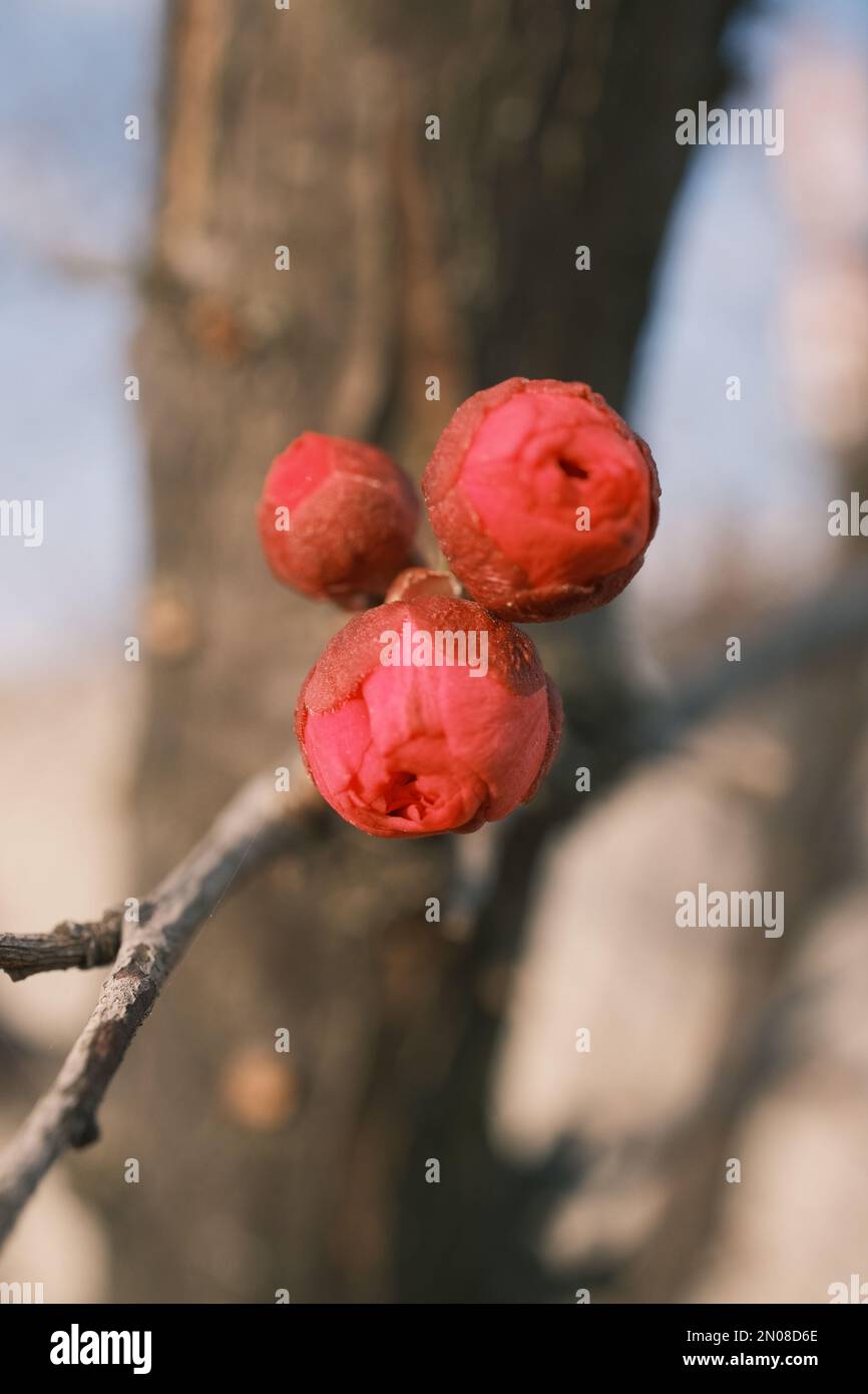 Fiori e boccioli di fiori che fioriscono nel vento freddo Foto Stock