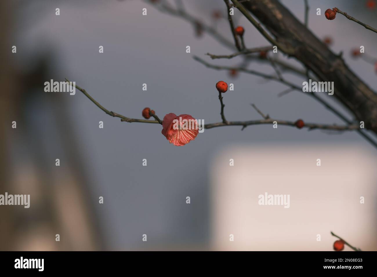 Fiori e boccioli di fiori che fioriscono nel vento freddo Foto Stock