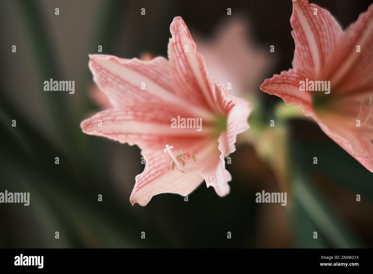 Foto macro di orchidee rosse e bianche Foto Stock