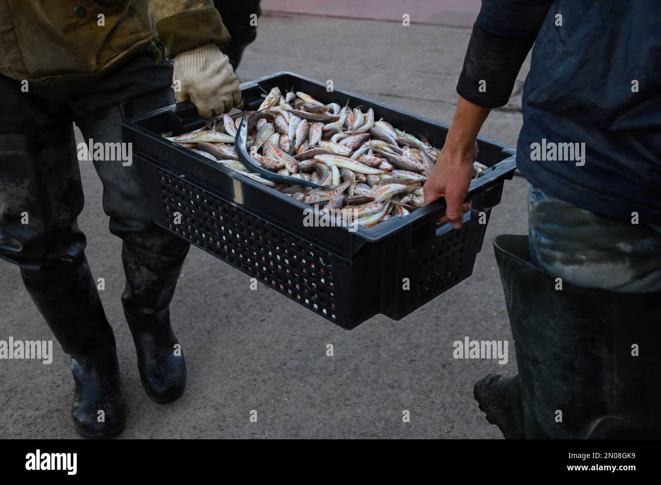 I pescatori trasportano una scatola di triglia rossa appena pescata. Foto Stock