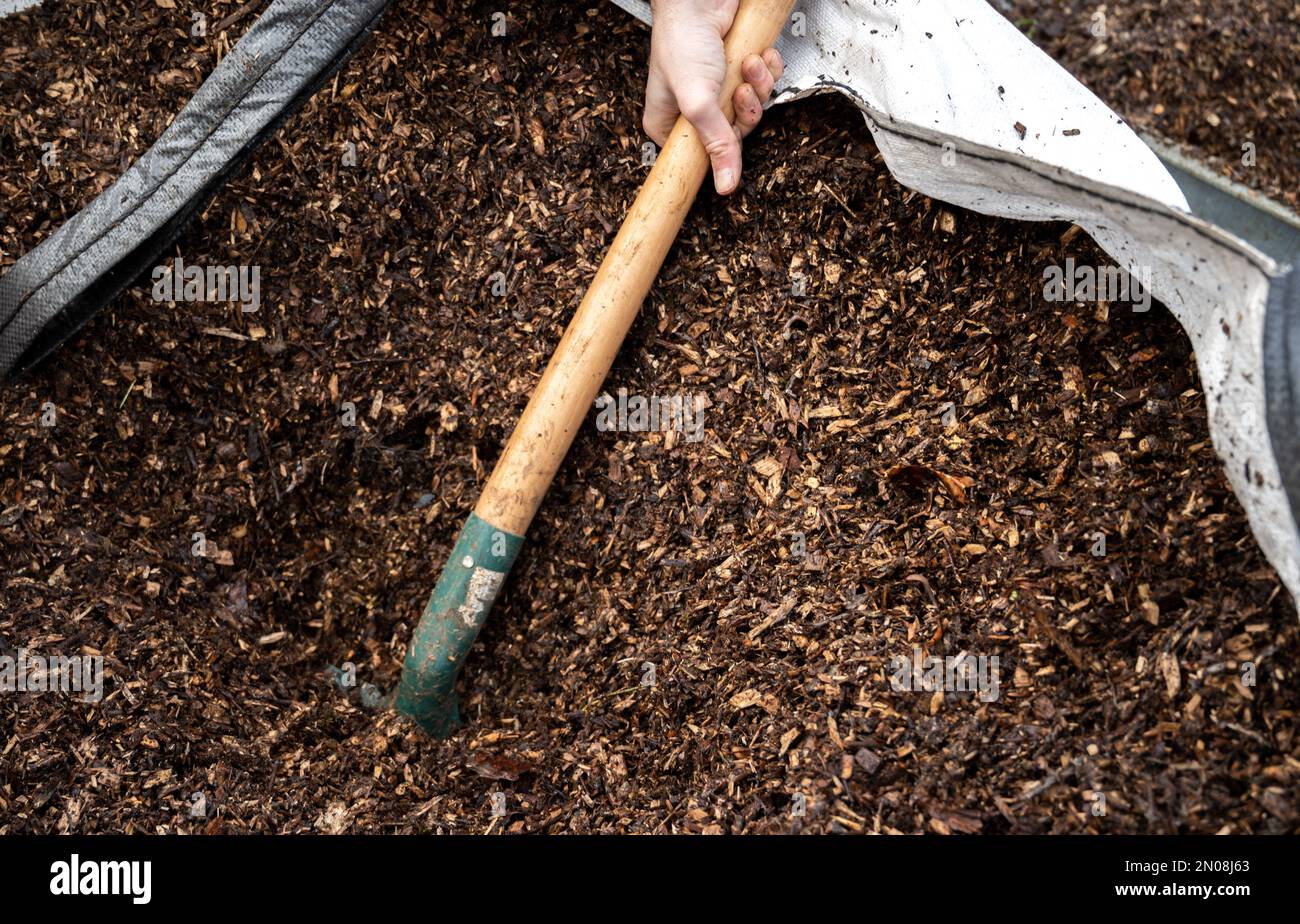 uomo che lavora nell'orto. Giardino di lavoro. Pala con trucioli per giardino. Carriola per il giardino. Uomo che riempie la carriola. Foto Stock